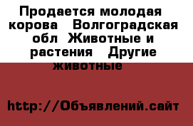 Продается молодая  корова - Волгоградская обл. Животные и растения » Другие животные   